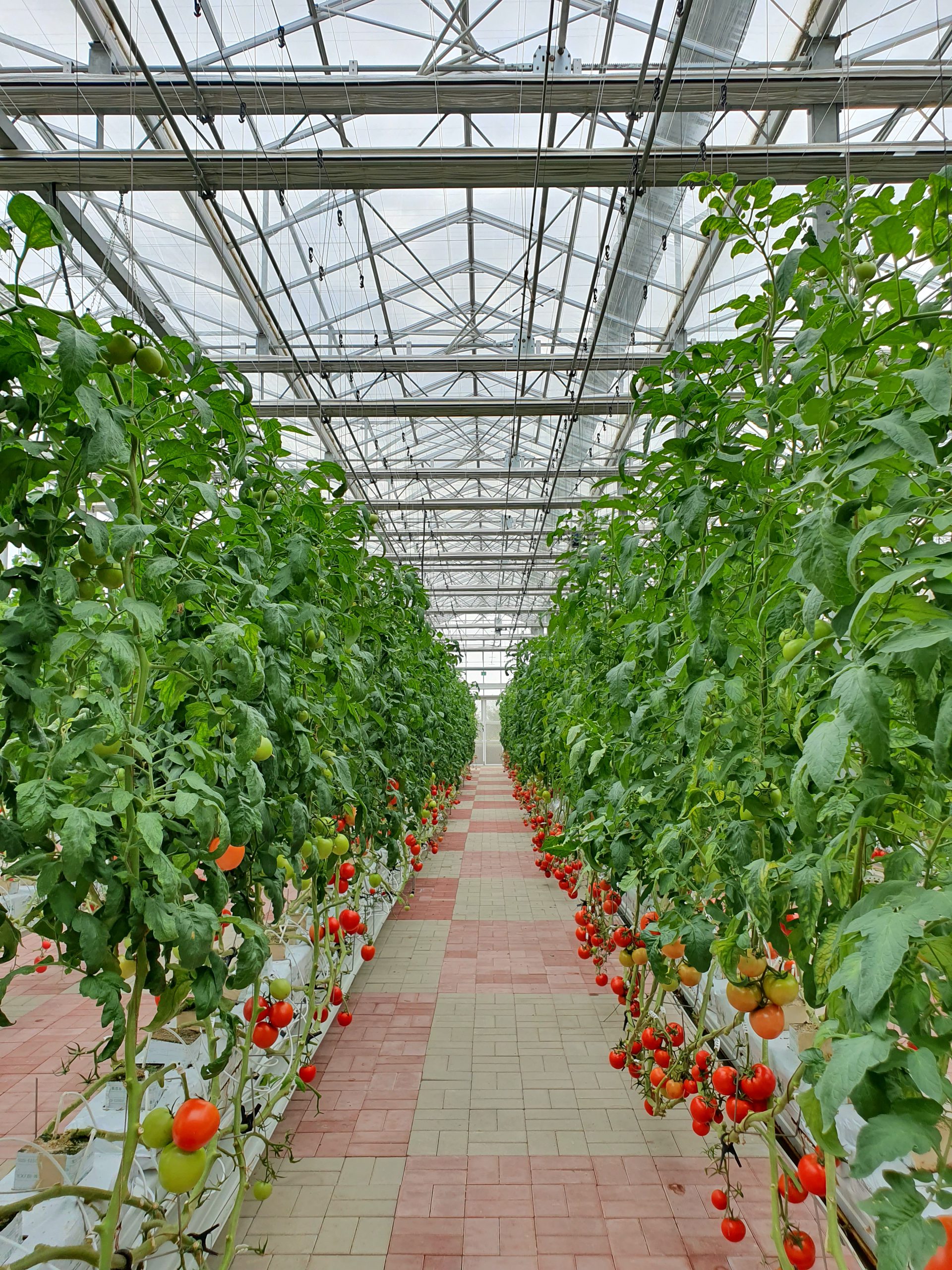 Ferme verticale — tomates — illustration Axintra